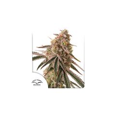 Frozen Biscotti, Фасовка: 1